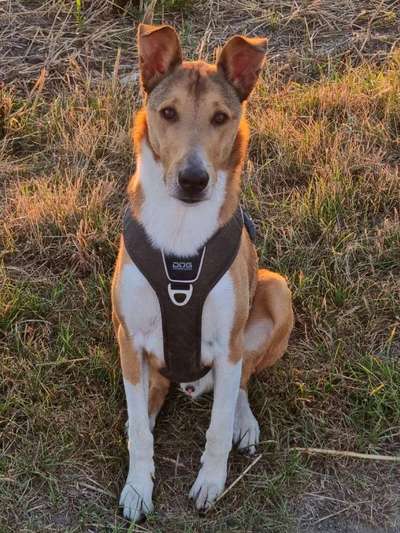 Kurzhaarcollies (und Mixe)-Beitrag-Bild