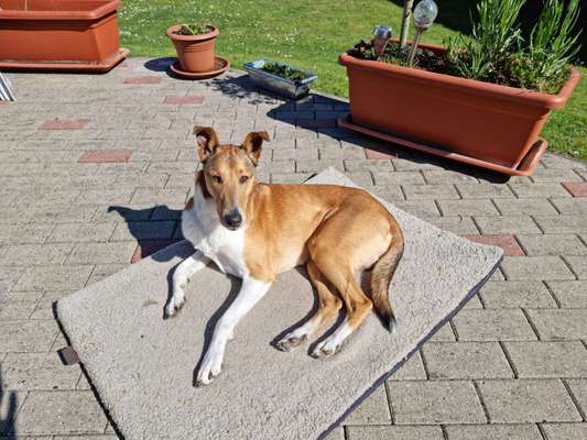 Kurzhaarcollies (und Mixe)-Beitrag-Bild