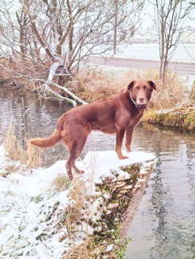 Labradorfans-Beitrag-Bild