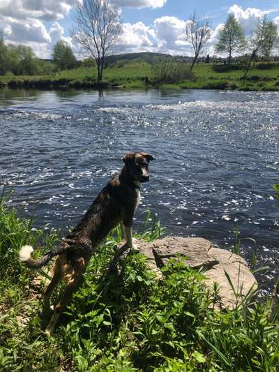 Dogorama-Monats-Challenge-Mai "Wasser"-Beitrag-Bild