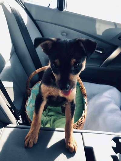 Welpen Bilder !-Beitrag-Bild