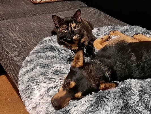 Hund und Katz Momente-Beitrag-Bild