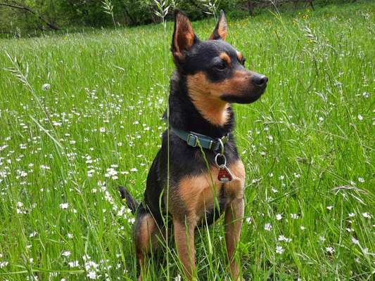 Die Dogorama Monats Challenge "Es grünt und blüht"-Beitrag-Bild