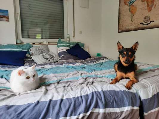 Hund und Katz Momente-Beitrag-Bild