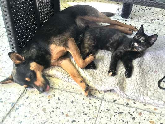 Hund und Katz Momente-Beitrag-Bild