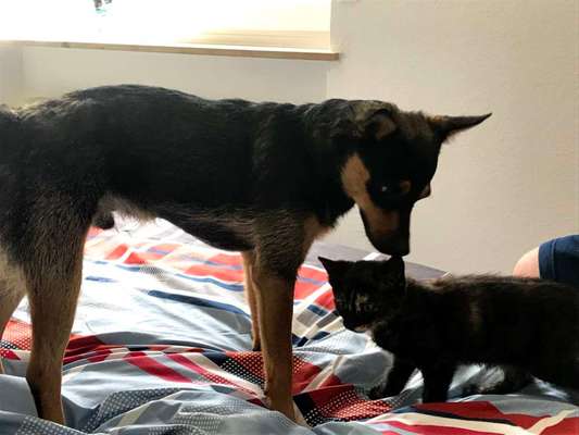 Hund und Katz Momente-Beitrag-Bild