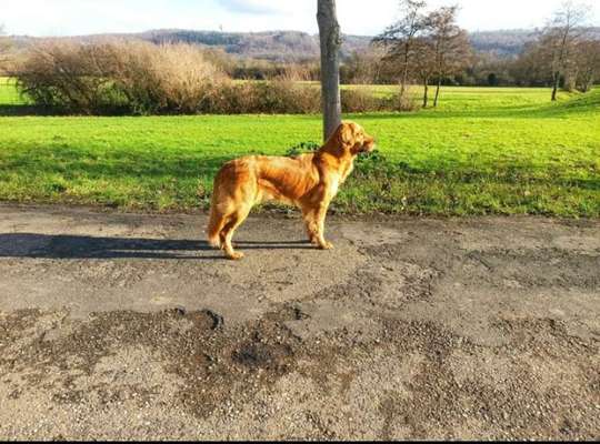 Wo sind die Golden Retriever Liebhaber?-Beitrag-Bild