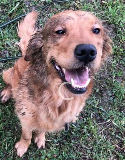 Wo sind die Golden Retriever Liebhaber?-Beitrag-Bild