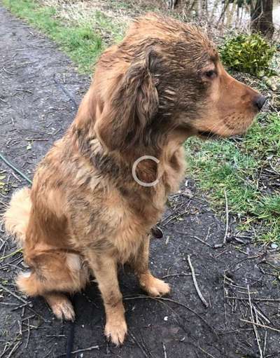 Wo sind die Golden Retriever Liebhaber?-Beitrag-Bild