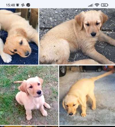 Als Welpen sind sie alle noch süßer-Beitrag-Bild