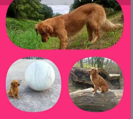 Als Welpen sind sie alle noch süßer-Beitrag-Bild