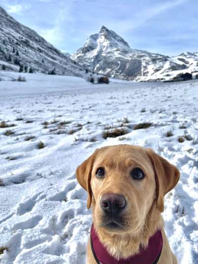 Foto Challenge Nr.: 114
Hunde im Schnee-Beitrag-Bild