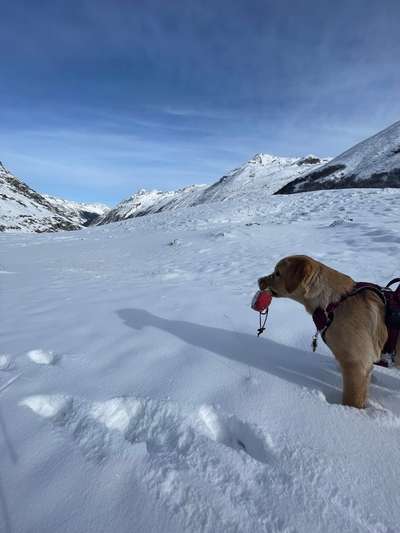 Labradorfans-Beitrag-Bild