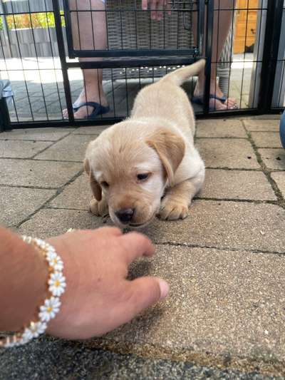 Welpen Bilder !-Beitrag-Bild