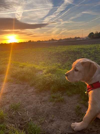 14. Collagen Challenge- Sonnenaufgang & -Untergang-Beitrag-Bild