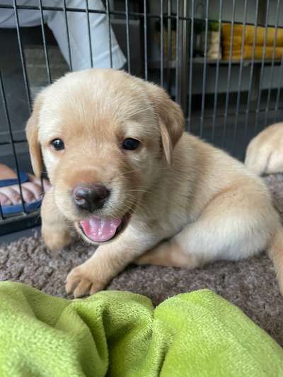 Labradorfans-Beitrag-Bild