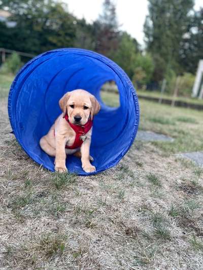 Hunderunde-Beitrag-Bild