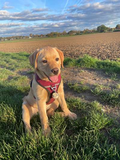 14. Collagen Challenge- Sonnenaufgang & -Untergang-Beitrag-Bild