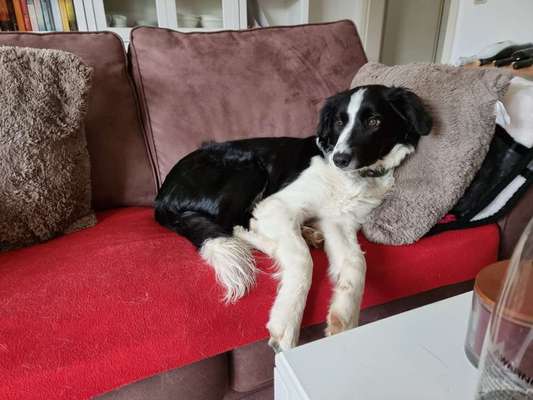 Gibt's hier noch mehr Border Collies???-Beitrag-Bild