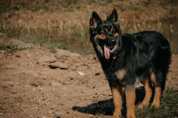 Alles rund um den Schäferhund, diskutieren erwünscht.-Beitrag-Bild