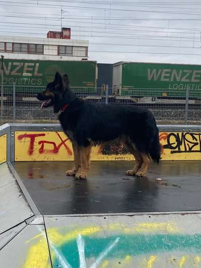 Alles rund um den Schäferhund, diskutieren erwünscht.-Beitrag-Bild