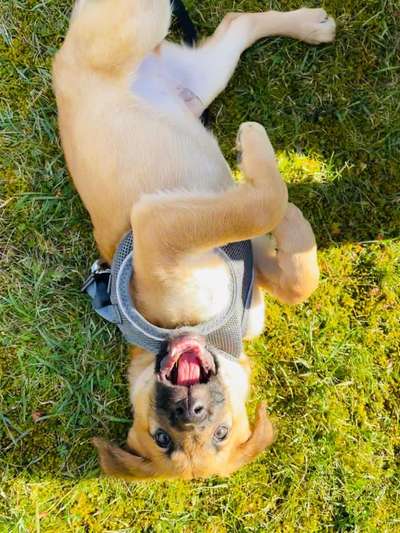 Fotochallenge No. 26                                     Wald und Wiese-Beitrag-Bild