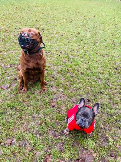 Bester Freund, Hundekumpel - zeigt her!-Beitrag-Bild