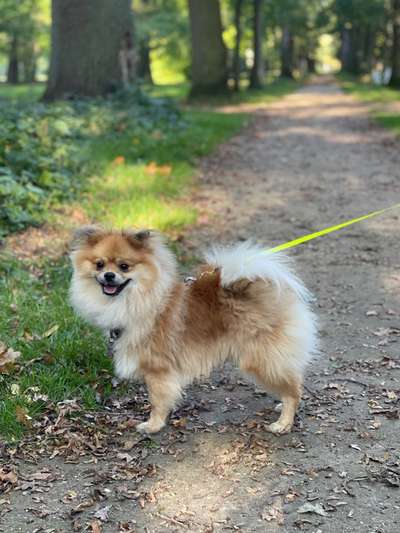 Spitz--Zwergspitz--kleinspitz---mittelspitz----Großspitz--Wolfsspitz-Beitrag-Bild