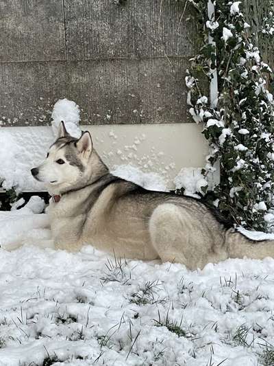 Dogorama Photo Challenge - Winterstimmung-Beitrag-Bild