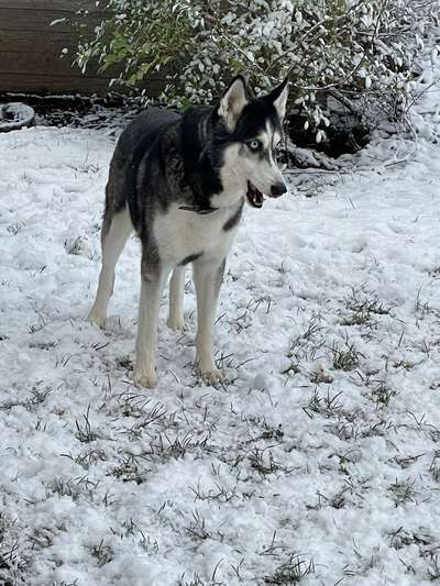 Dogorama Photo Challenge - Winterstimmung-Beitrag-Bild