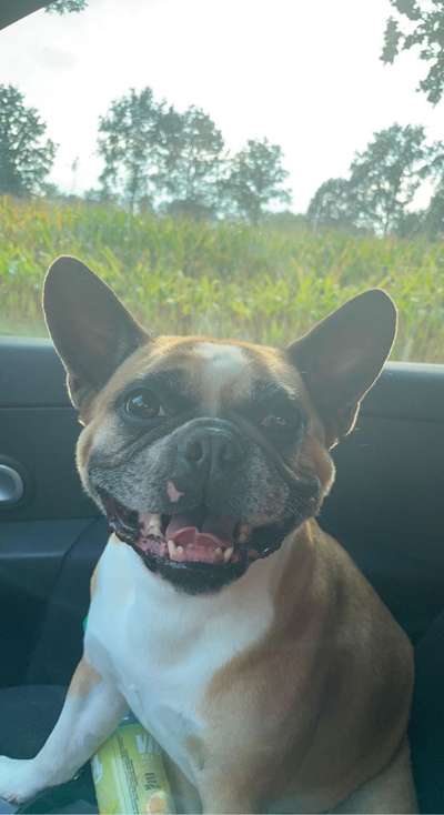 Hunde Porträt (Portrait) Galerie....-Beitrag-Bild