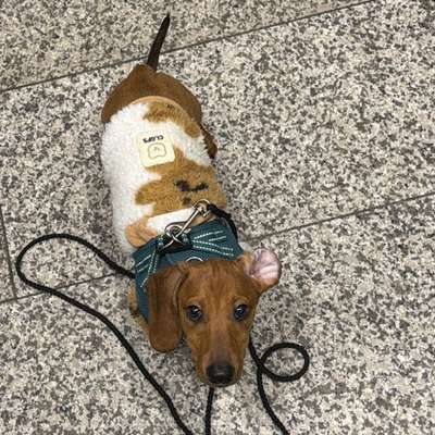 Hundetreffen-Spielgefährten für Karl-Bild