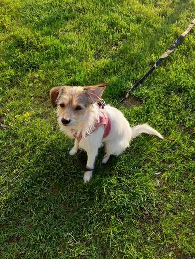 Hundetreffen-Hundetreffen Rückruftraining und Leinenführigkeit-Bild