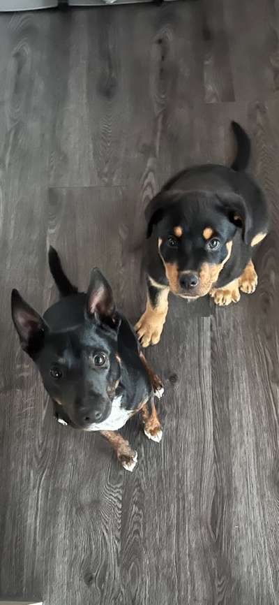 Hundetreffen-spielen Gassi wandern-Bild