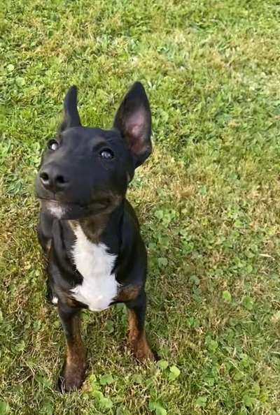 Hundetreffen-Welpentreffen gassi gehen ,spielen und viel Training 👍-Bild