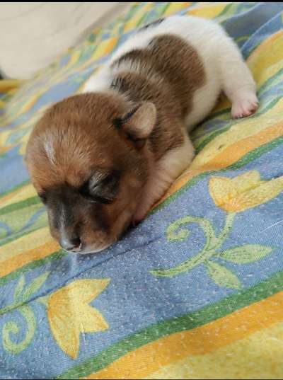 Zieht bei euch auch bald ein Welpe ein?-Beitrag-Bild