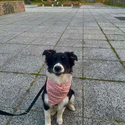 Hundetreffen-Spielpartner/ Training-Bild