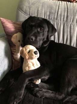 Rasseporträt Labrador-Beitrag-Bild