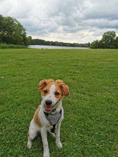 Hundetreffen-Entschleunigtes Gassi gehen-Bild