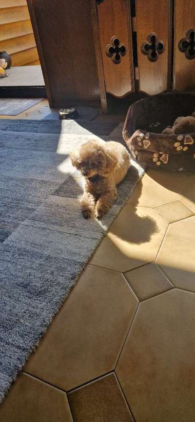 Hund in der Sonne-Beitrag-Bild