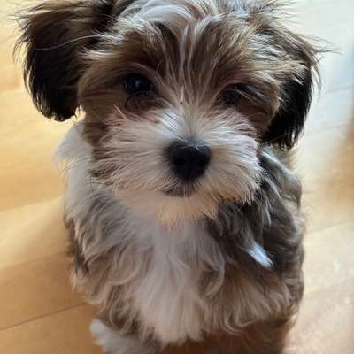 Hundetreffen-Lotti sucht Freunde-Bild