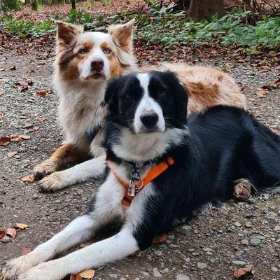Hundetreffen-Sozialer Spazierengang-Bild