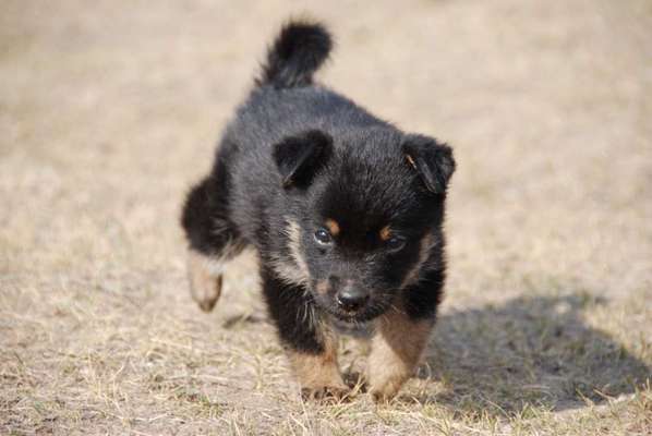 Welpen Bilder !-Beitrag-Bild