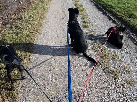 Vorurteile gegenüber Hundebesitzer-Beitrag-Bild