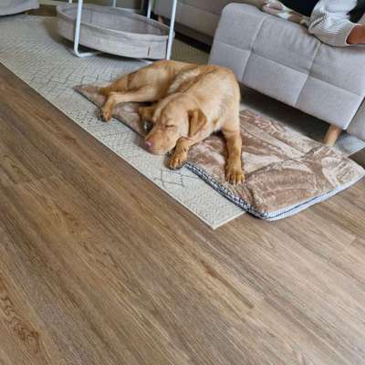 Auslandstierschutz-Beitrag-Bild