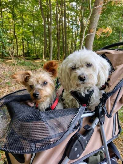 Dogorama Photo Challenge - Märchenwald-Beitrag-Bild