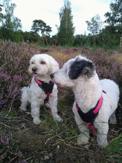 Dogorama Photo Challenge - Märchenwald-Beitrag-Bild