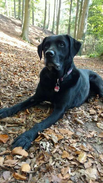 Dogorama Photo Challenge - Märchenwald-Beitrag-Bild