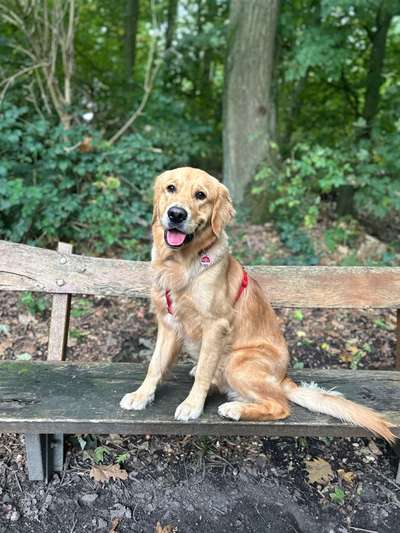 Hundetreffen-Gemeinsame Gassirunden mit Training und Spiel-Bild