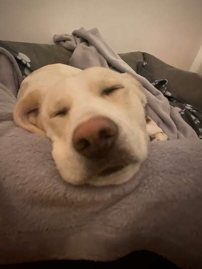 Dogorama Photo Challenge - Portrait-Beitrag-Bild